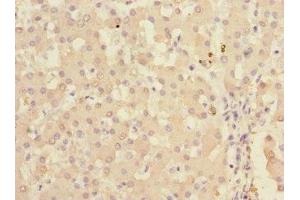 Immunohistochemistry of paraffin-embedded human liver tissue using ABIN7157477 at dilution of 1:100 (Ketohexokinase 抗体  (AA 1-298))