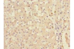 Immunohistochemistry of paraffin-embedded human liver tissue using ABIN7157477 at dilution of 1:100 (Ketohexokinase 抗体  (AA 1-298))