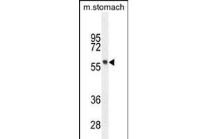 FEZF1 Antibody (N-term) (ABIN655035 and ABIN2844667) western blot analysis in mouse stomach tissue lysates (35 μg/lane).