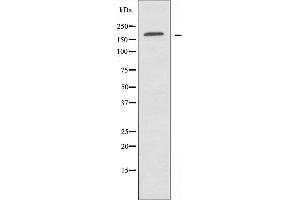 Western blot analysis of extracts from HUVEC cells, using LAMC1 antibody. (Laminin gamma 1 抗体  (N-Term))