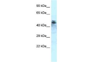 WB Suggested Anti-Ppp1r7 Antibody Titration: 1.