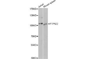 Western blot analysis of extracts of various cell lines, using PTPN22 antibody (ABIN5970653) at 1/1000 dilution. (PTPN22 抗体)