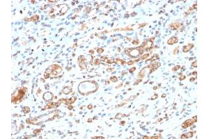 Formalin-fixed, paraffin-embedded human Liver stained with HSP60 Rabbit Recombinant Monoclonal Antibody (HSPD1/2206R). (Recombinant HSPD1 抗体)