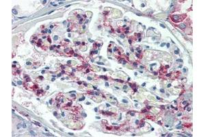 Human Kidney: Formalin-Fixed, Paraffin-Embedded (FFPE) (METTL7B 抗体  (C-Term))
