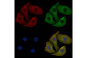 NELL2 Mouse Monoclonal Antibody staining Hela cells by IF/ICC. (NELL2 抗体)