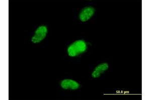 Immunofluorescence of purified MaxPab antibody to ZNF446 on HepG2 cell. (ZNF446 抗体  (AA 1-450))