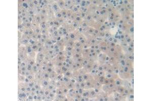IHC-P analysis of Rat Tissue, with DAB staining. (Complement Factor B 抗体  (AA 269-382))