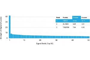 Analysis of Protein Array containing more than 19,000 full-length human proteins using HER-2 Mouse Monoclonal Antibody (ERBB2/3078). (ErbB2/Her2 抗体  (AA 311-462))