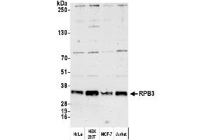 Western Blotting (WB) image for anti-Polymerase (RNA) II (DNA Directed) Polypeptide C, 33kDa (POLR2C) (AA 225-275) antibody (ABIN7454959)