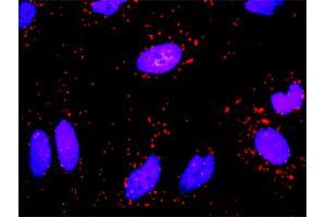 Proximity Ligation Analysis of protein-protein interactions between ICAM1 and FGG.