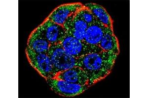 Confocal immunofluorescent analysis of FGF1 antibody with WiDr cells followed by Alexa Fluor 488-conjugated goat anti-rabbit lgG (green). (FGF1 抗体  (AA 5-30))