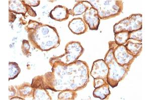 Immunohistochemistry (IHC) image for anti-Thrombomodulin (THBD) (AA 69-194) antibody (ABIN6940727)