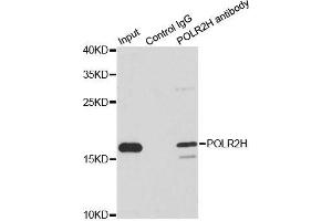 Immunoprecipitation analysis of 200ug extracts of MCF7 cells using 1ug POLR2H antibody. (POLR2H 抗体  (AA 1-150))