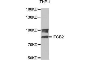 Western blot analysis of extracts of THP-1 cell lines, using ITGB2 antibody.