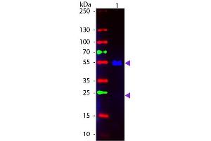 Western Blot of Fluorescein conjugated Goat anti-Human IgG secondary antibody. (山羊 anti-人 IgG (Heavy & Light Chain) Antibody (FITC) - Preadsorbed)