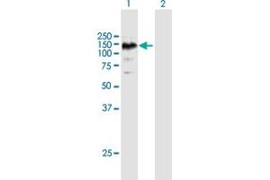 Western Blot analysis of EPHA6 expression in transfected 293T cell line by EPHA6 MaxPab polyclonal antibody. (EPH Receptor A6 抗体  (AA 1-1036))