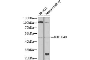Western blot analysis of extracts of various cell lines, using BHLHE40 antibody (ABIN6129354, ABIN6137550, ABIN6137551 and ABIN6222195) at 1:1000 dilution. (BHLHE40 抗体  (AA 173-412))