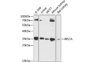 Western blot analysis of extracts of various cell lines, using RPL7A antibody (ABIN6128658, ABIN6147151, ABIN6147153 and ABIN6218286) at 1:3000 dilution. (RPL7A 抗体  (AA 1-266))