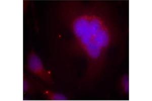Image no. 1 for anti-Forkhead Box O1 (FOXO1) (AA 254-258) antibody (ABIN197334) (FOXO1 抗体  (AA 254-258))
