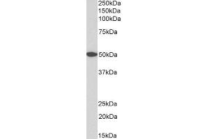ABIN2745405 (0. (GPR39 抗体  (AA 377-391))