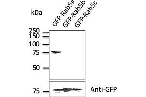 Western Blotting (WB) image for anti-RAB5A, Member RAS Oncogene Family (RAB5A) (C-Term) antibody (ABIN1439994) (RAB5 抗体  (C-Term))