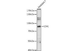 Western blot analysis of extracts of R. (EZH1 抗体  (AA 160-280))