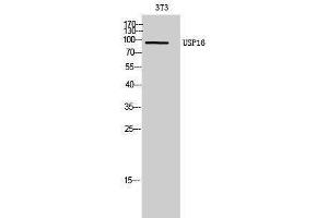 Western Blotting (WB) image for anti-Ubiquitin Specific Peptidase 16 (USP16) (Internal Region) antibody (ABIN3187427) (USP16 抗体  (Internal Region))