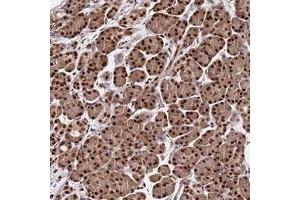 Immunohistochemical staining of human pancreas with C9orf142 polyclonal antibody  shows strong nuclear positivity in exocrine glandular cells at 1:1000-1:2500 dilution. (C9orf142 抗体)