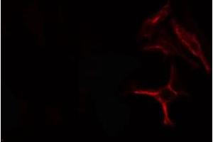 ABIN6278551 staining  293 cells by IF/ICC. (CDC23 抗体  (Internal Region))