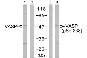 Western blot analysis of the extracts from NIH/3T3 cells using VASP (Ab-238) antibody (E021172, Lane 1 and 2) and VASP (phospho-Ser238) antibody (E011158, Lane 3 and 4). (VASP 抗体)