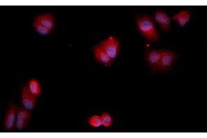 Immunofluorescence (IF) image for anti-Annexin A13 (ANXA13) (AA 1-316) antibody (APC) (ABIN5564969) (Annexin A13 抗体  (AA 1-316) (APC))
