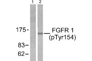 Western blot analysis of extracts from 293 cells treated with EGF (200ng/ml, 30mins), using FGF Receptor 1 (phospho-Tyr154) antibody (Line 1 and 2). (FGFR1 抗体  (pTyr154))