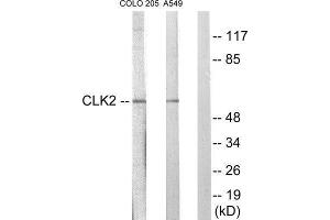 Western Blotting (WB) image for anti-CDC-Like Kinase 2 (CLK2) (N-Term) antibody (ABIN1849396) (CLK2 抗体  (N-Term))
