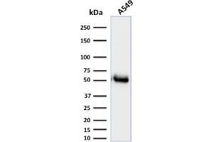 Western Blot Analysis of A549 cell lysate using CD14-Monospecific Mouse Monoclonal Antibody (LPSR/2385). (CD14 抗体  (AA 25-148))