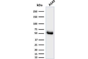 Western Blot Analysis of A549 cell lysate using CD14-Monospecific Mouse Monoclonal Antibody (LPSR/2385).