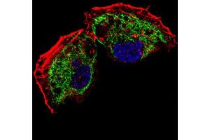 Fluorescent confocal image of NCI- cell stained with TF Antibody (C-term) (ABIN654229 and ABIN2844063).