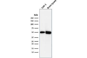 Western Blot Analysis of THP1 cell lysate and Brain tissue lysate using ATG5 Mouse Monoclonal Antibody (ATG5/2492). (ATG5 抗体  (AA 1-119))