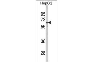 Western blot analysis of HNRPL Antibody (C-term) (ABIN650773 and ABIN2839553) in HepG2 cell line lysates (35 μg/lane). (HNRNPL 抗体  (C-Term))