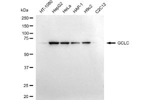 Western blotting analysis using GCLC antibody (ABIN7798742). (Recombinant GCLC 抗体)
