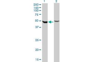 Western Blotting (WB) image for anti-DEAD (Asp-Glu-Ala-Asp) Box Polypeptide 6 (DDX6) (AA 1-484) antibody (ABIN598641) (DDX6 抗体  (AA 1-484))