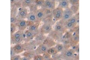 IHC-P analysis of Mouse Tissue, with DAB staining. (LCAT 抗体  (AA 41-210))