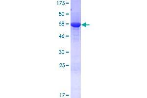 SEC13 Protein (AA 1-322) (GST tag)