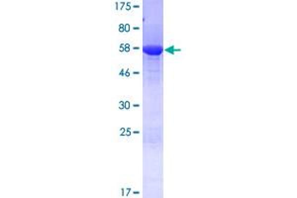 SEC13 Protein (AA 1-322) (GST tag)