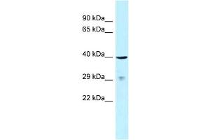 WB Suggested Anti-SLAMF1 Antibody Titration: 1. (SLAMF1 抗体  (C-Term))