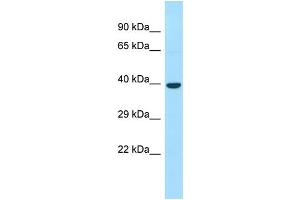 WB Suggested Anti-FEZ2 Antibody Titration: 1. (FEZ2 抗体  (C-Term))