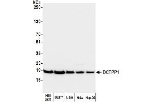Western Blotting (WB) image for anti-DCTP Pyrophosphatase 1 (DCTPP1) (AA 120-170) antibody (ABIN7452816)