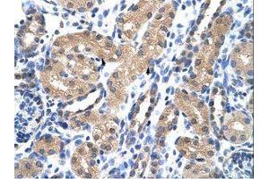 Image no. 1 for anti-RAE1 RNA Export 1 Homolog (S. Pombe) (RAE1) (C-Term) antibody (ABIN6736205) (RAE1 抗体  (C-Term))