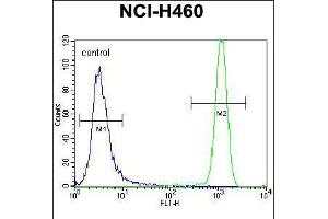 Flow cytometric analysis of NCI-H460 cells (right histogram) compared to a negative control cell (left histogram). (USP6 抗体  (C-Term))