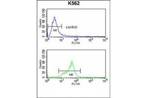 Flow cytometry analysis of K562 cells using GNAO1 Antibody (C-term) Cat. (G Protein alpha 0 (AA 299-328), (C-Term) 抗体)