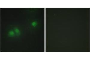 Immunofluorescence analysis of HepG2 cells, using ELAV2/4 Antibody. (ELAV2/4 抗体  (AA 61-110))
